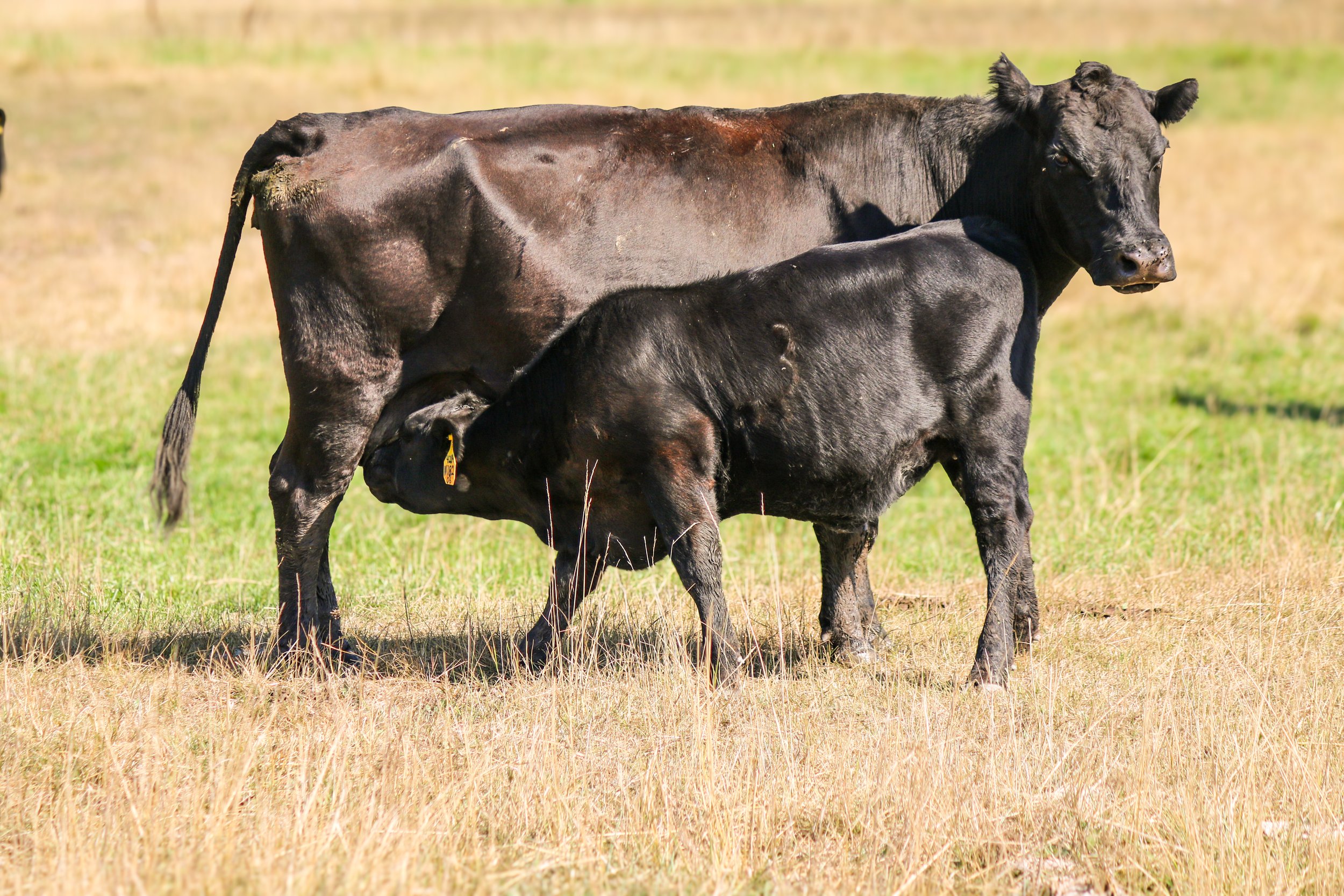 A black angus cow nursing a heifer calf in a grassy feild.