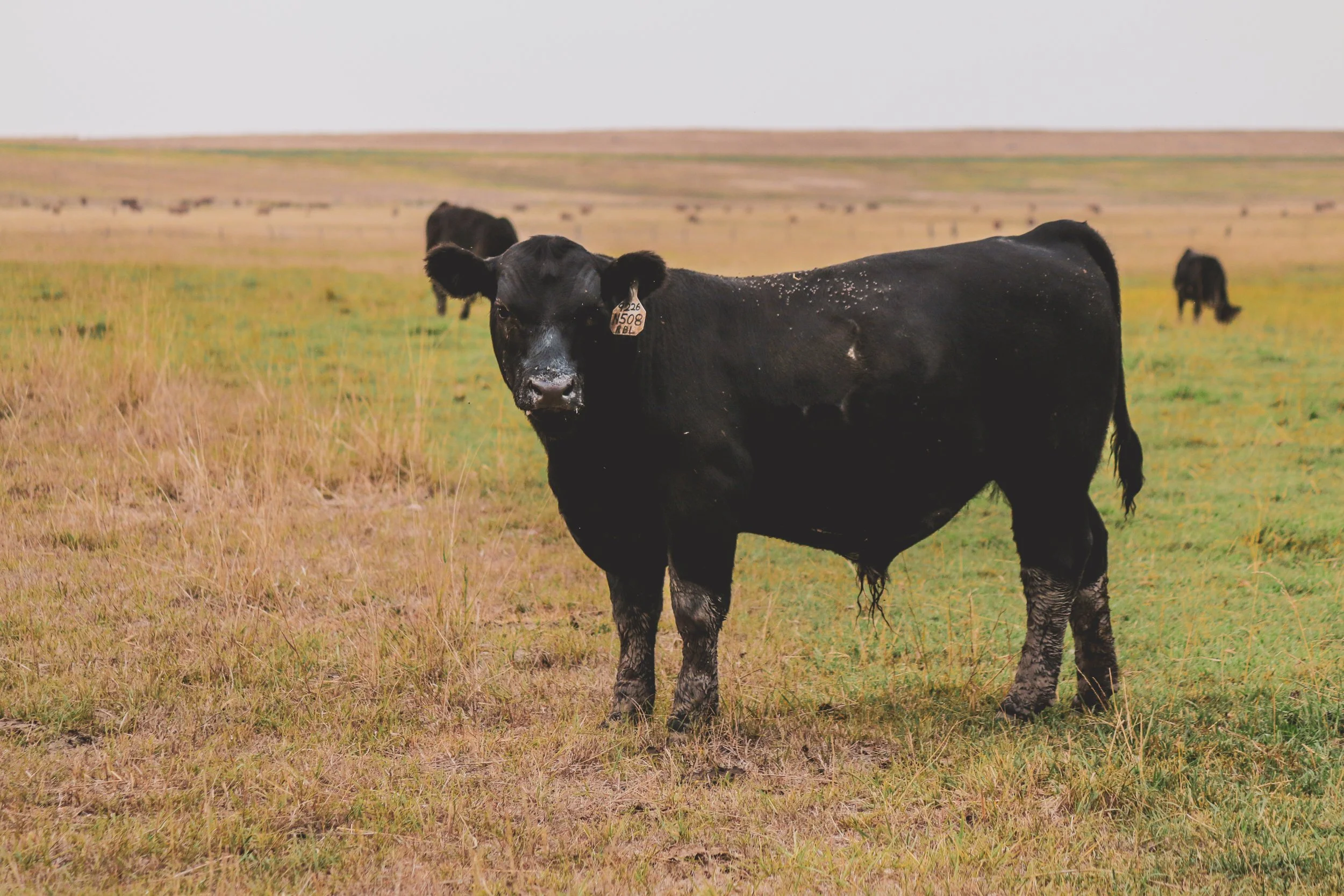 A black angus bull calf standing in a grassy field with other cows in the background.