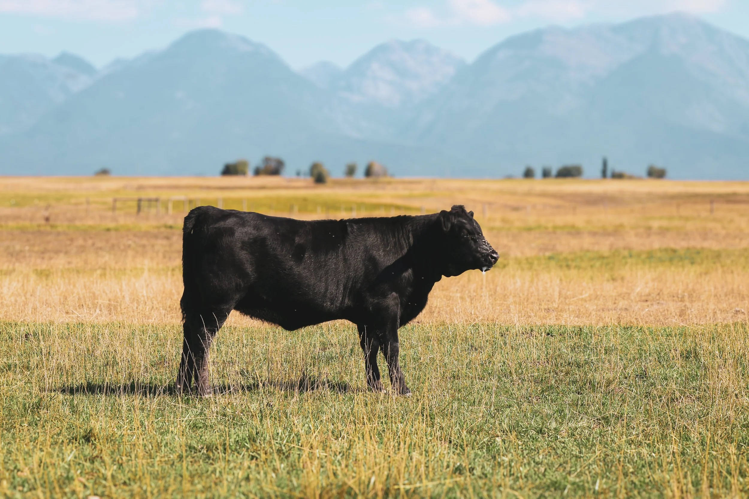 A black angus cow standing in a grassy field with hills in the background.