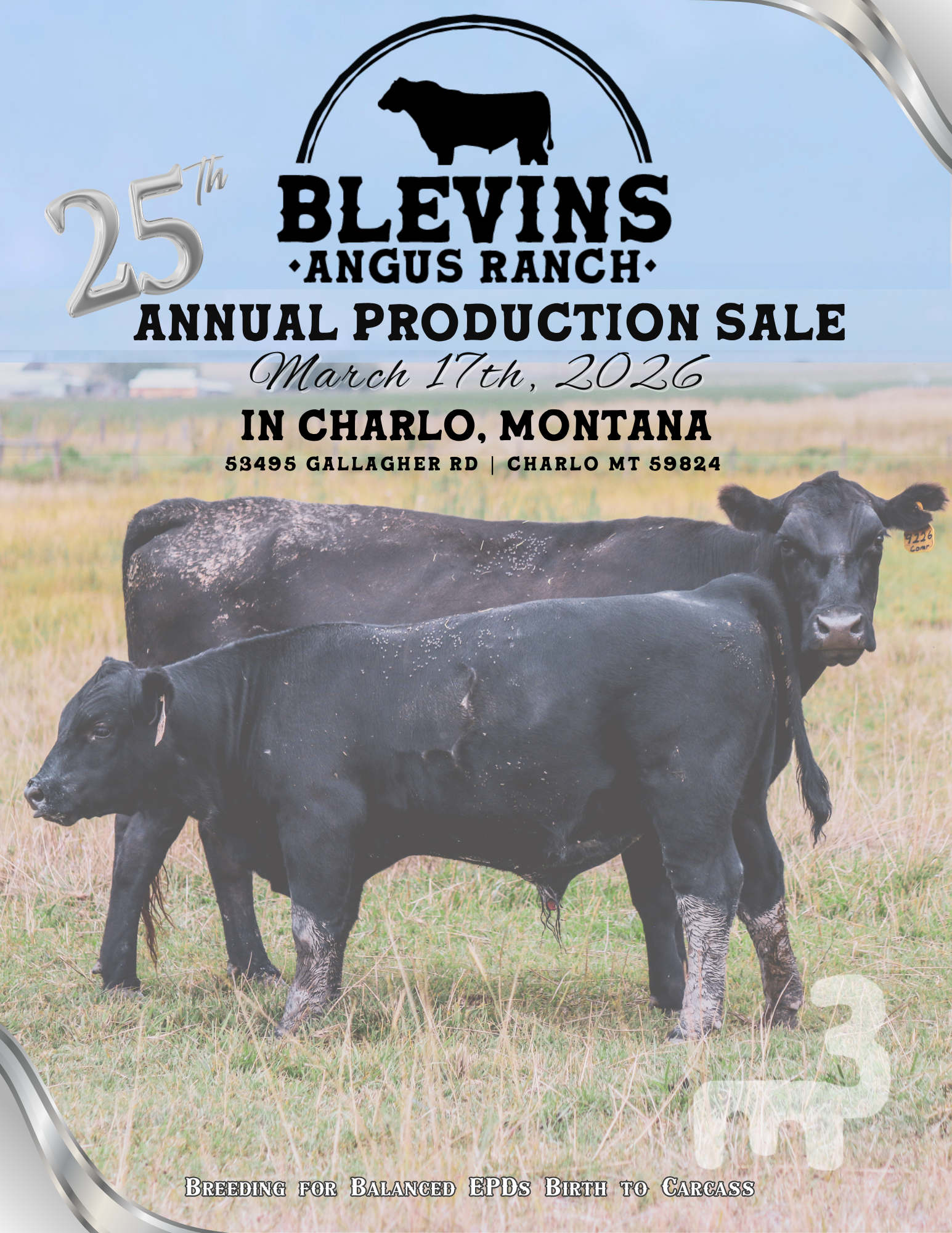 A promotional poster for Blevins Angus Ranch's 25th annual production sale featuring a black angus cow calf pair in a pasture with a blue sky. The poster includes details about the event date, location, and purpose of breeding.