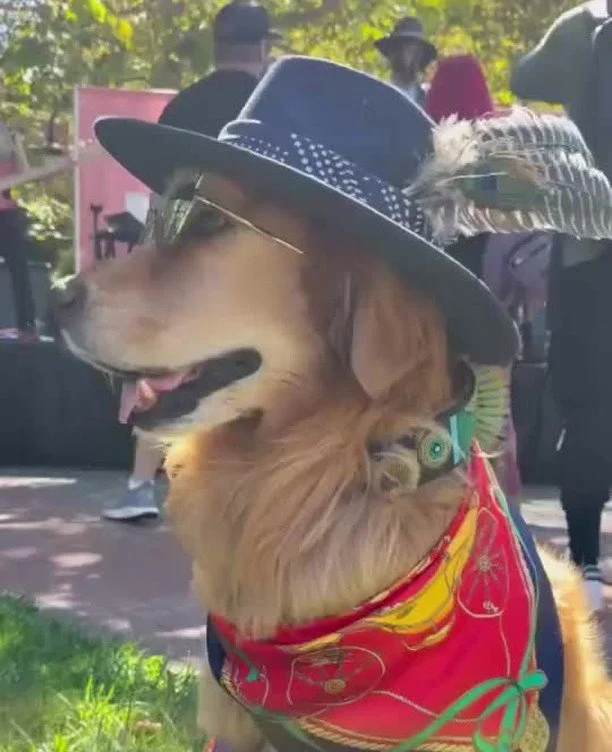 What a tail-wagging good time at PAWza Palooza! 🐾🎶 A huge thank you to @brixtonatlarge and all the other adorable pups who came out to soak up the sun, enjoy the vibes, and groove along to the tunes at Levi&rsquo;s Plaza. You truly made Plaza Paloo