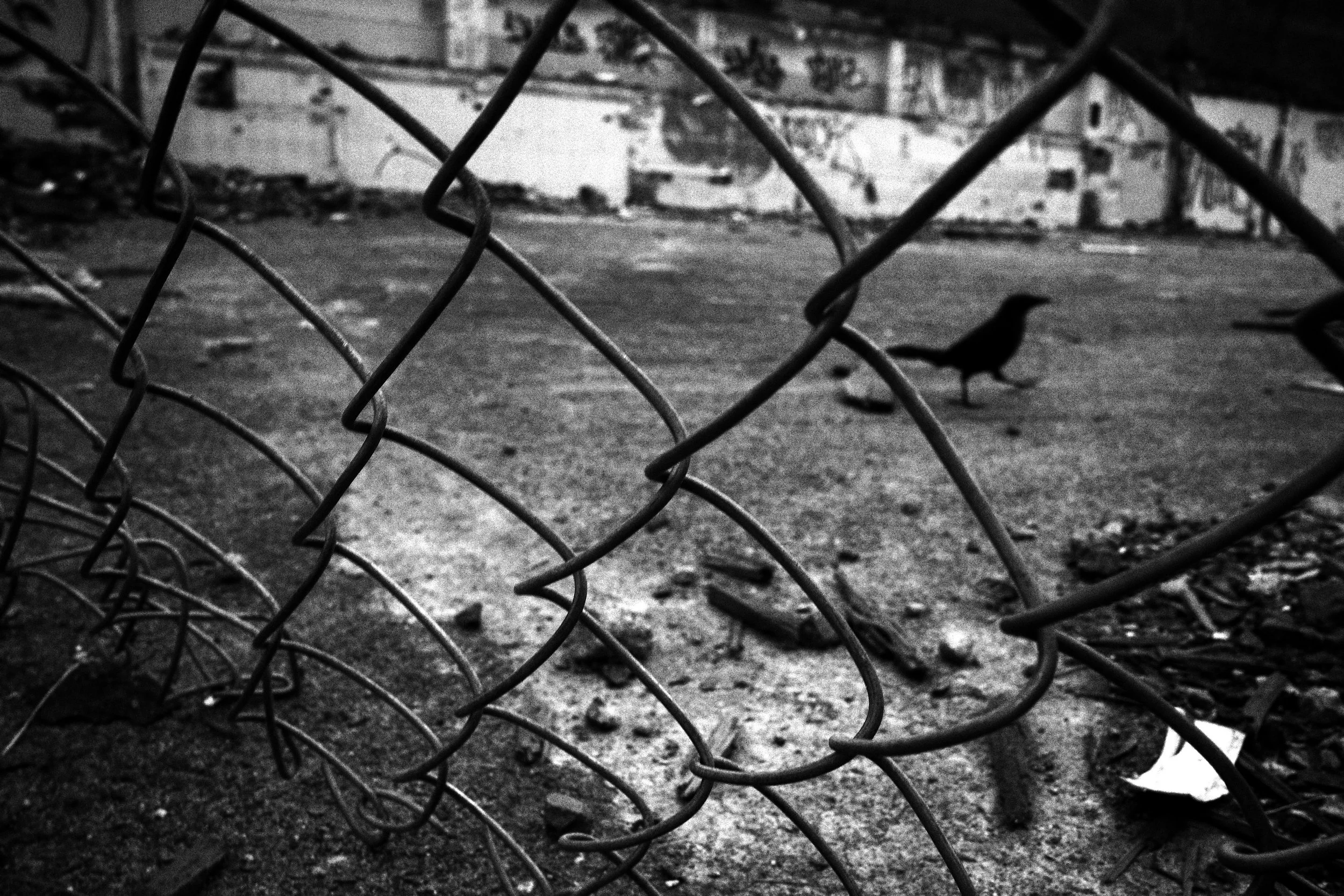 Black and white close-up photo of a bent chain-link fence in the foreground, with a lone bird walking across a vacant demolition site in Medellín behind it.