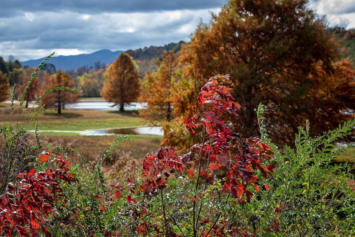 NC Weekend-11-2020-Kristin_Boyer_IMG-3878.jpg