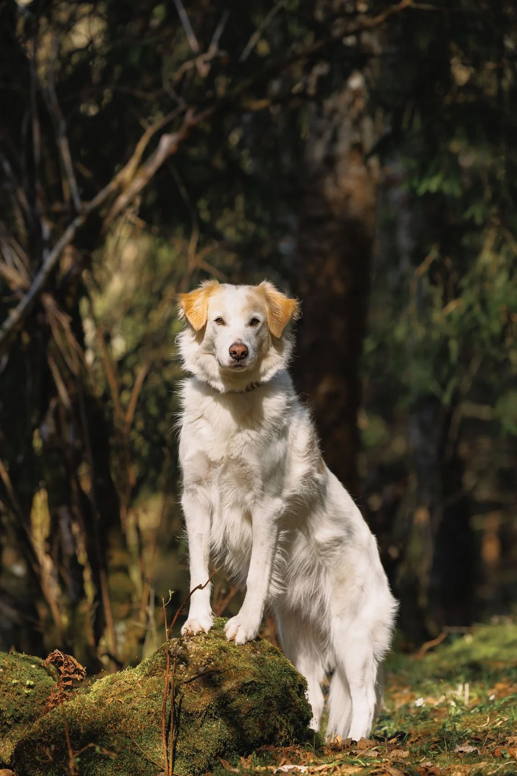 Ein weißer Hund mit gelben Ohren steht im Wald auf einem moosbedeckten Felsen.