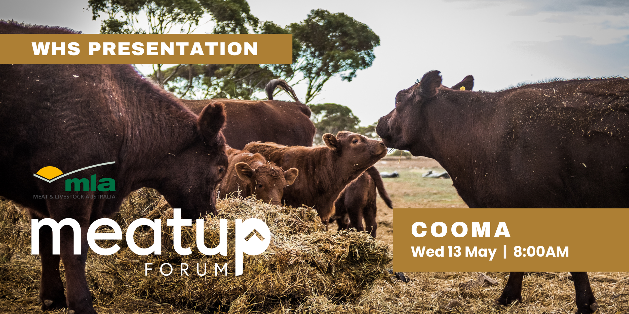 WHS Presentation graphic for the MLA MeatUp Forum featuring cattle in a paddock and event details for Cooma on Wednesday 13 May at 8:00 AM