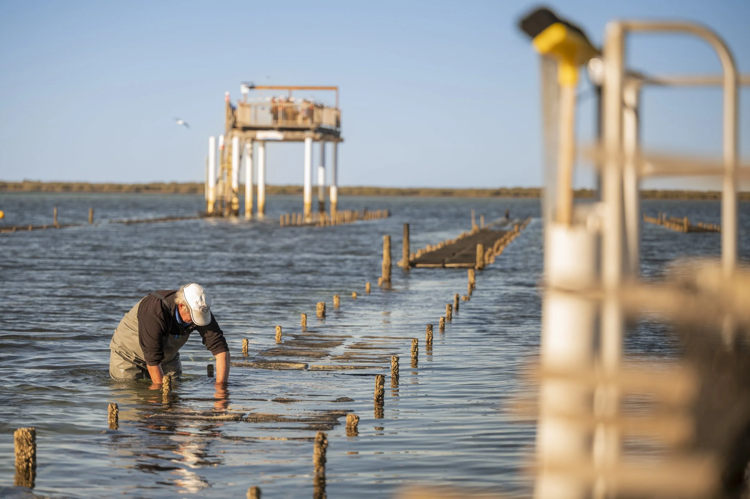 Oyster grower working waist-deep in tidal water, inspecting and handling oyster baskets along a row of posts, with a raised platform structure visible in the background at low tide