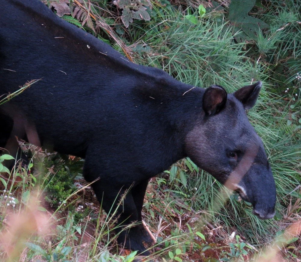 MountainTapir 05.jpg