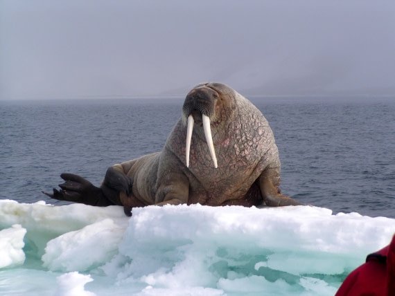 Walrus on Ice.jpeg