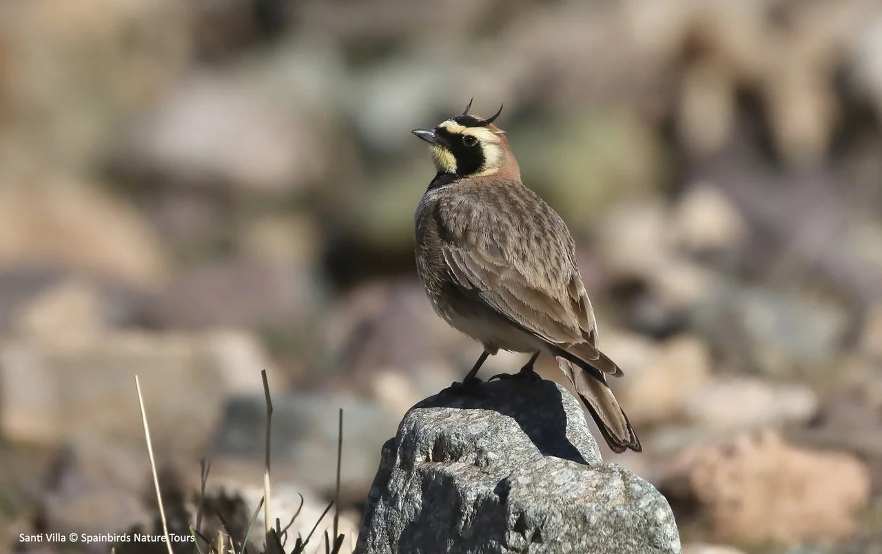 (Atlas) Horned Lark.jpeg
