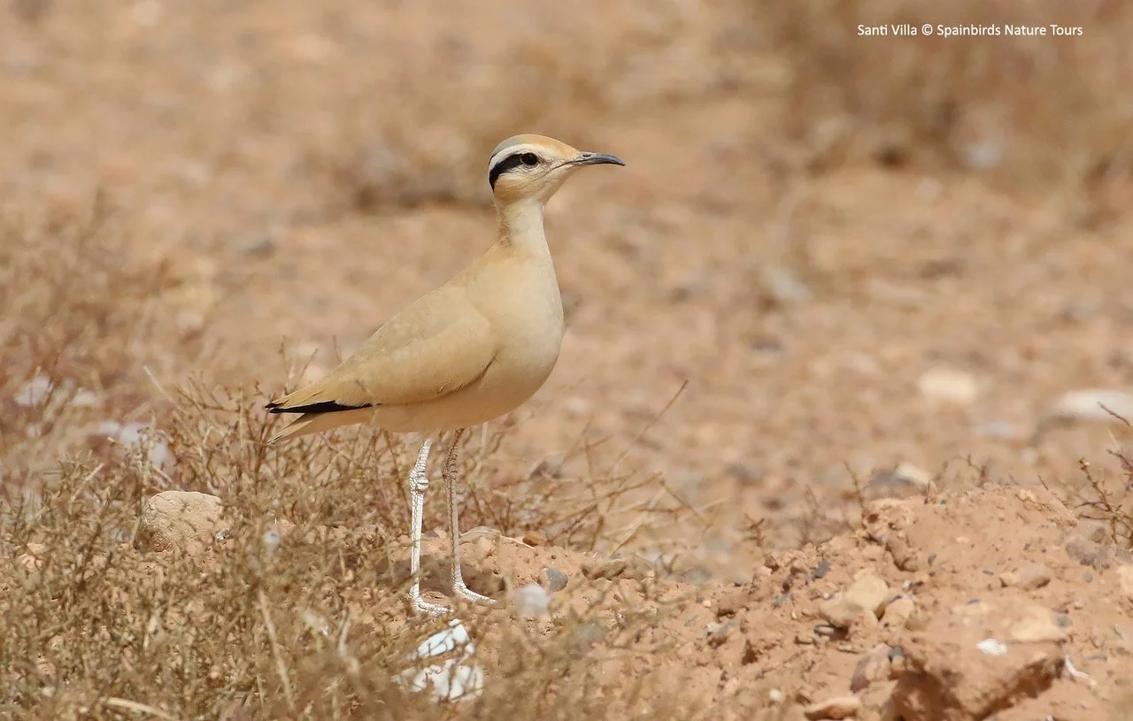 Cream-colored Courser.jpeg