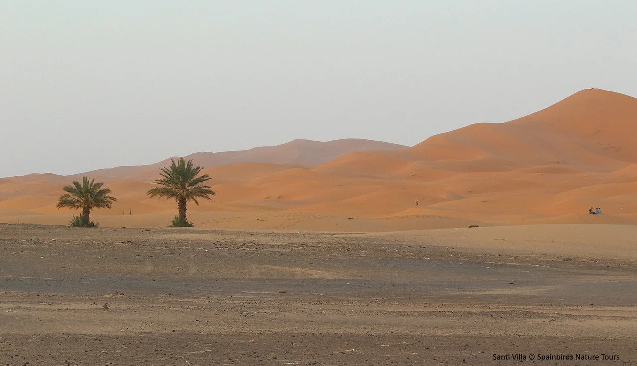 Erg Chebbi Dunes.jpeg