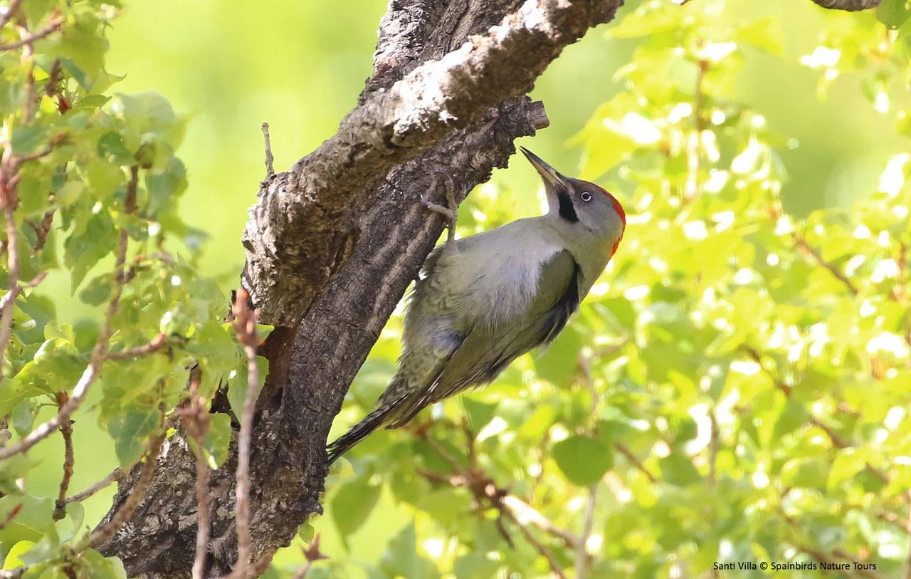 Levaillant's Woodpecker.jpeg