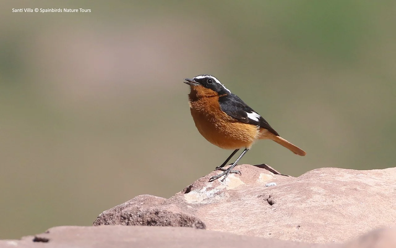 Moussier's Redstart.jpeg