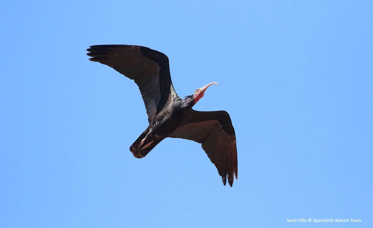 Northern Bald Ibis.jpeg