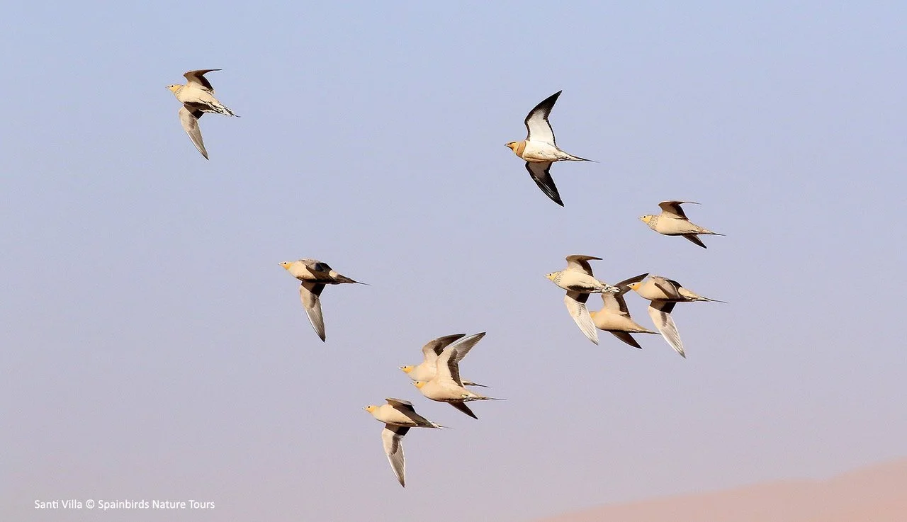 Spotted Sandgrouse & one Pin-tailed.jpeg