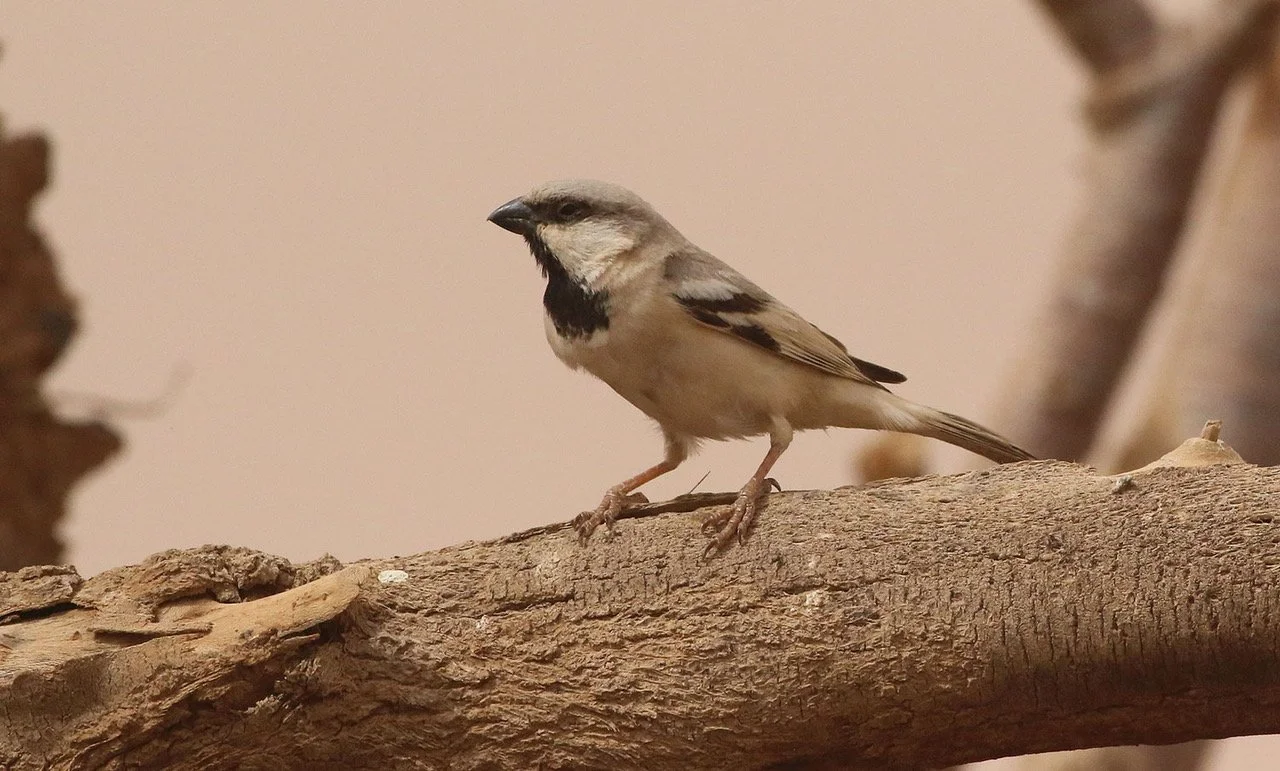 Desert Sparrow.jpeg