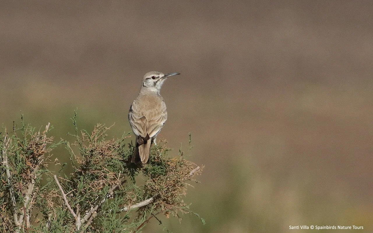 Greater Hoopoe Lark.jpeg