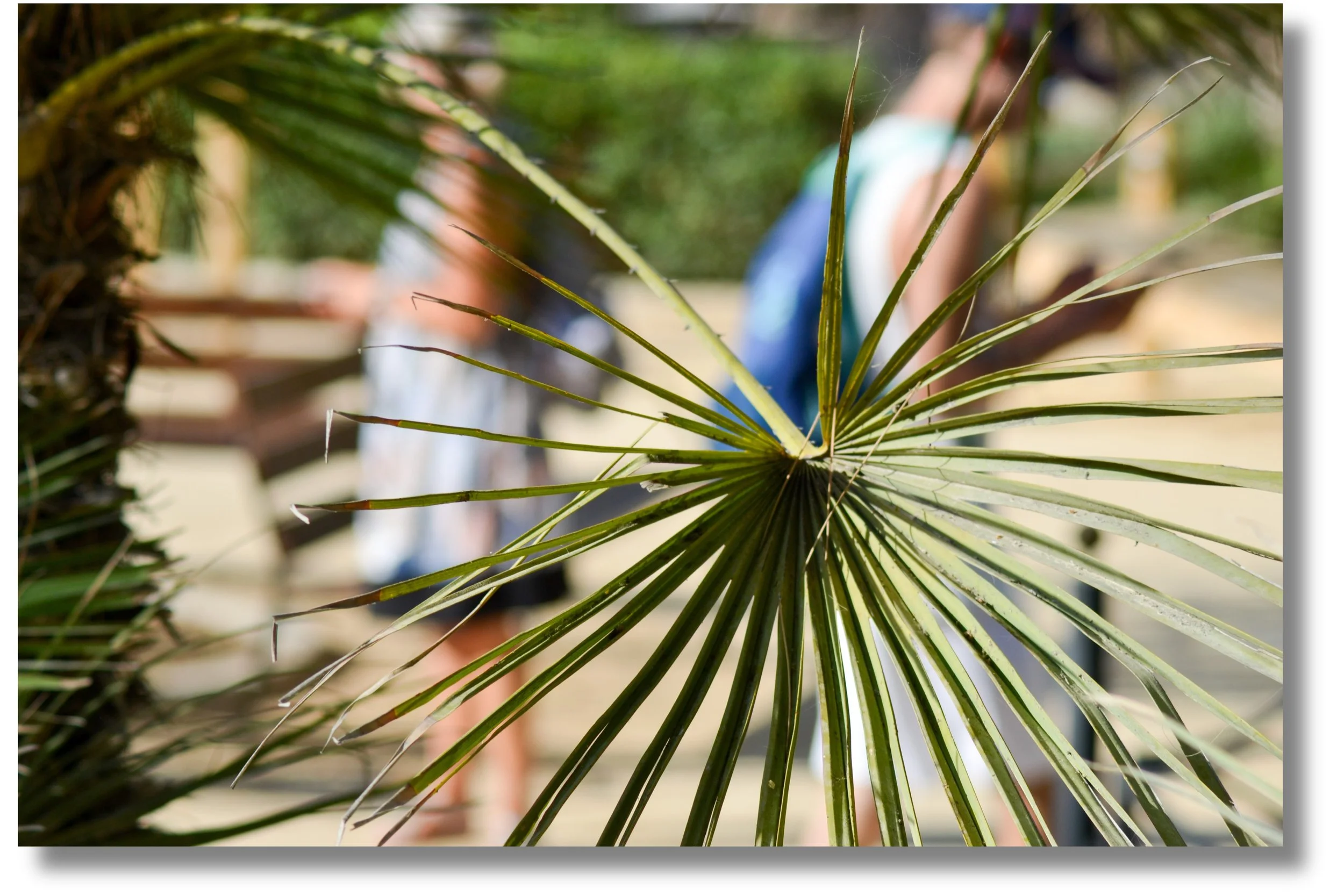 À travers le palmier.jpeg