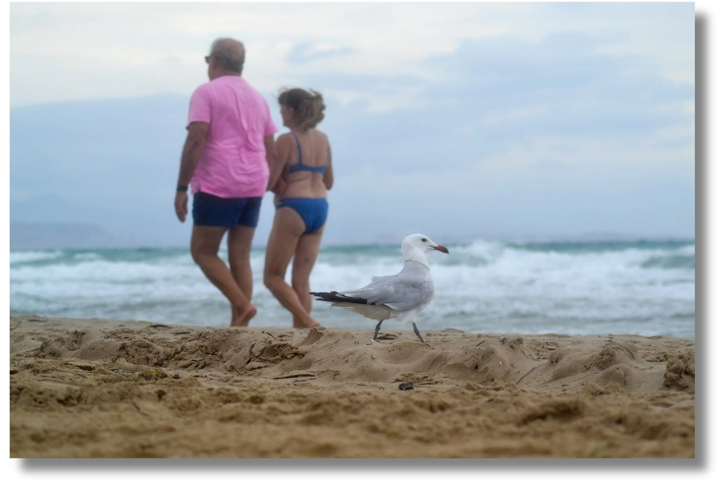 Compagnons de plage.jpeg