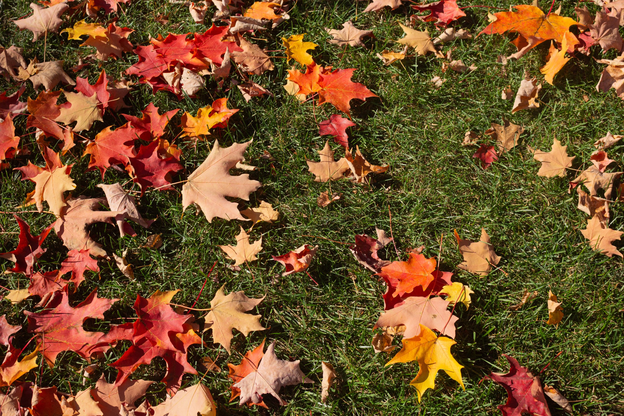 leaves.jpg