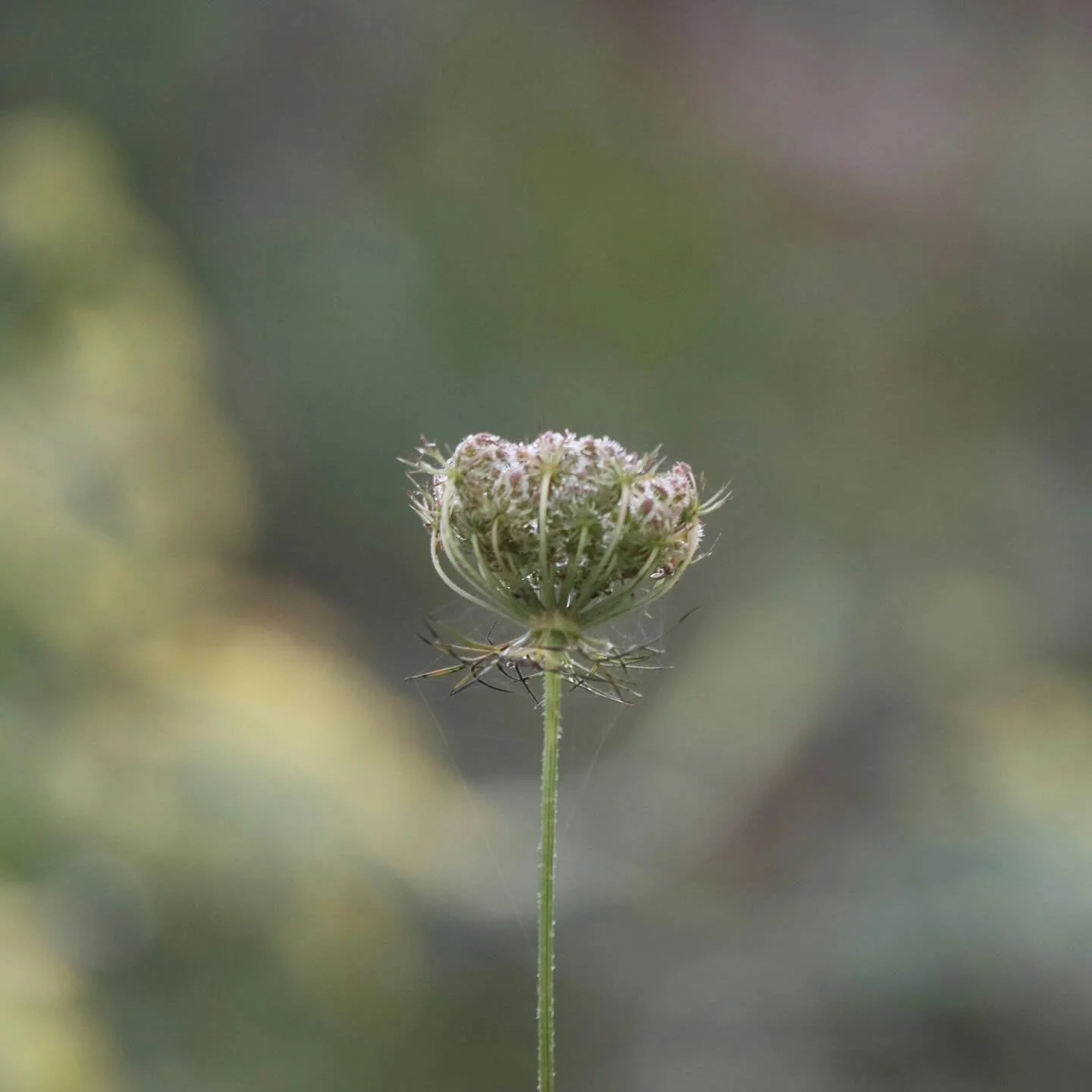 -

Maybe
it was always
about tending the soil.

I thought life asked more of me&mdash;
to force myself, my life,
to blossom on my own terms:
improvement, efficiency,
discipline, strength.

I carried that belief like a tool&mdash;
gripped white-knuckl