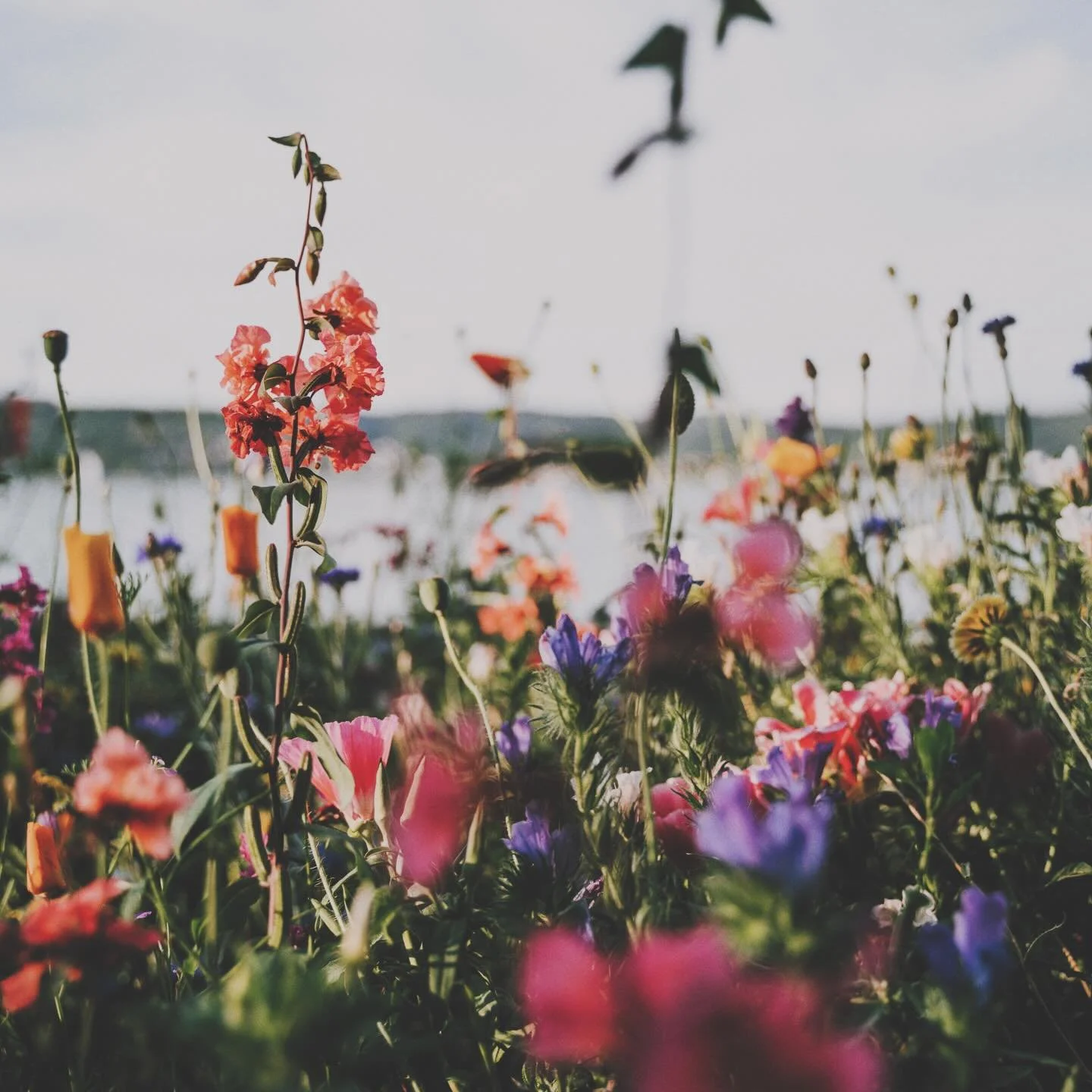 -

I began my garden
in long, straight rows&mdash;
measured, planned,
spaced just right.

Companion plants paired on purpose.
Trellises placed with care.
A palette of greens and blooms
chosen to look intentional. Professional.

Pride swelled
as I tri