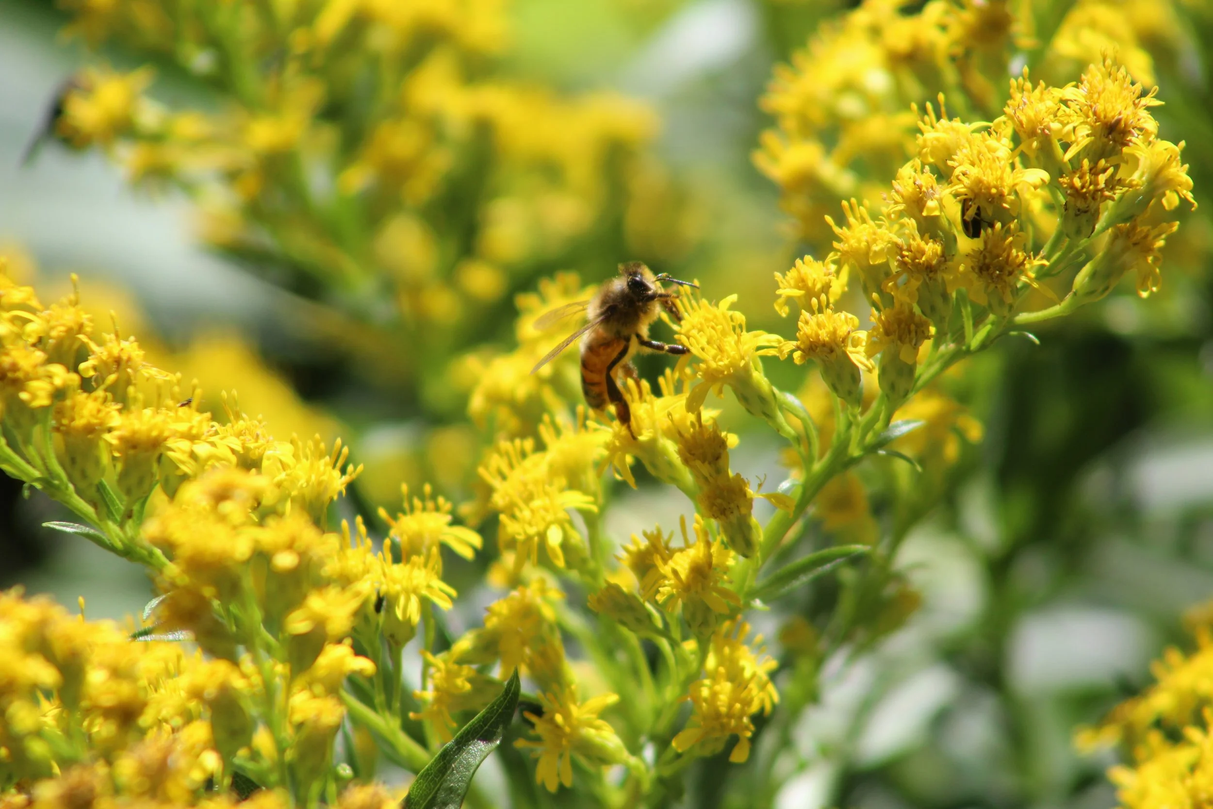 KMobilia_PollinatorGardenGrandOpening_Sept2022 (3).JPG