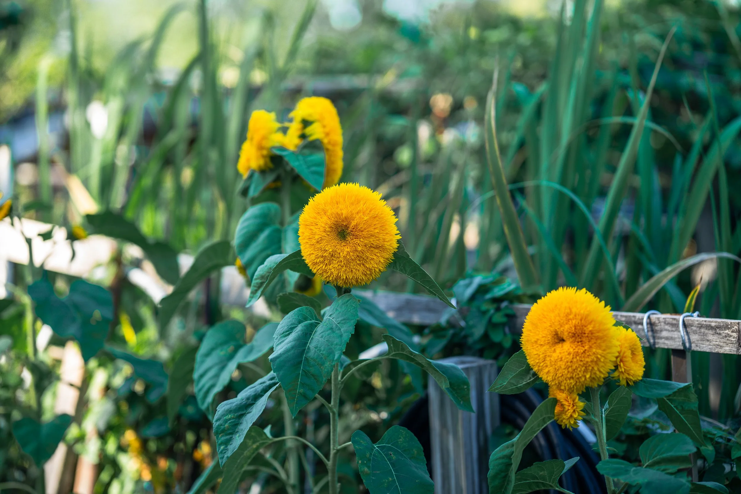 20250920 FGS CPD--17.jpg