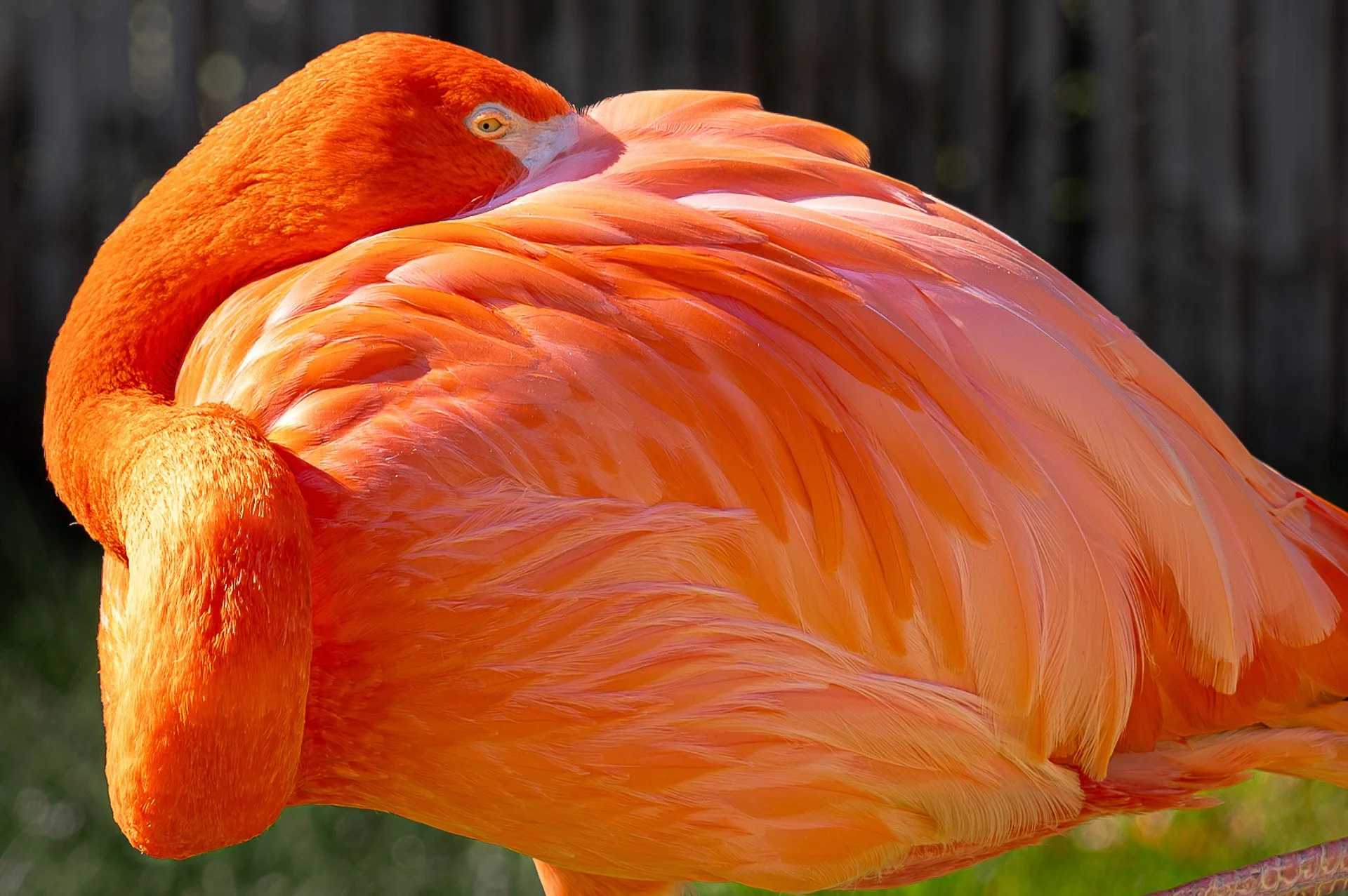San Diego Zoo, CA, Etats-Unis Janvier 2024