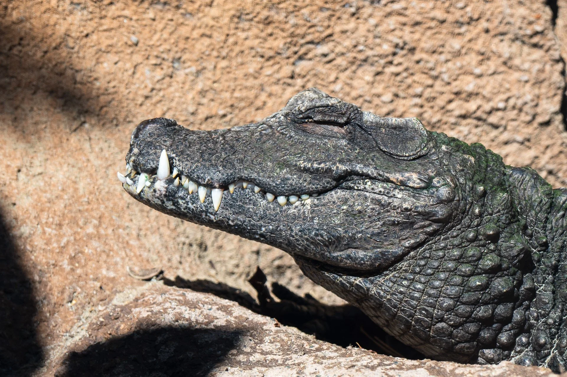 San Diego Zoo, CA, Etats-Unis Janvier 2024