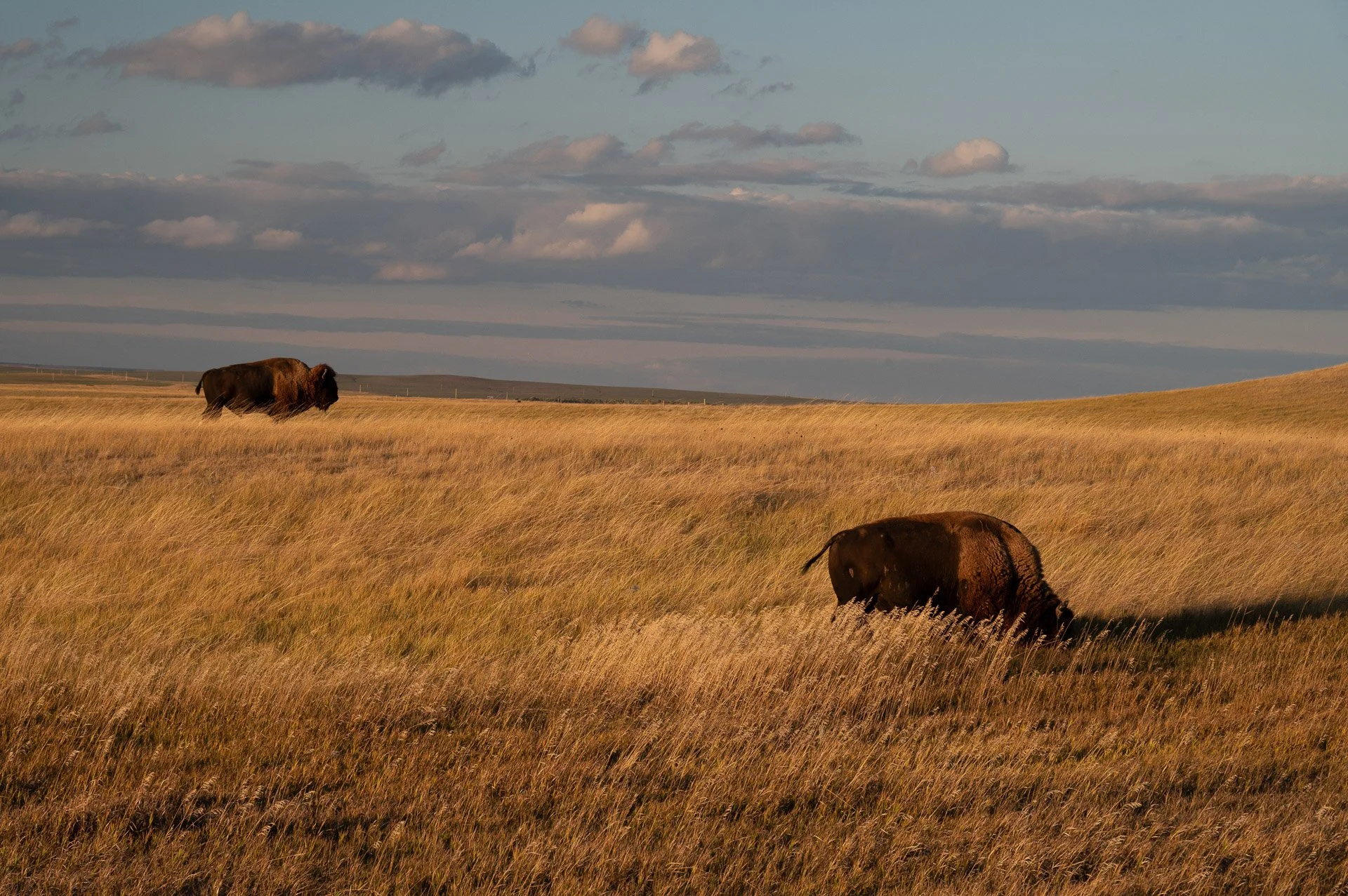 Badlands National Park, SD, États-Unis Septembre 2023