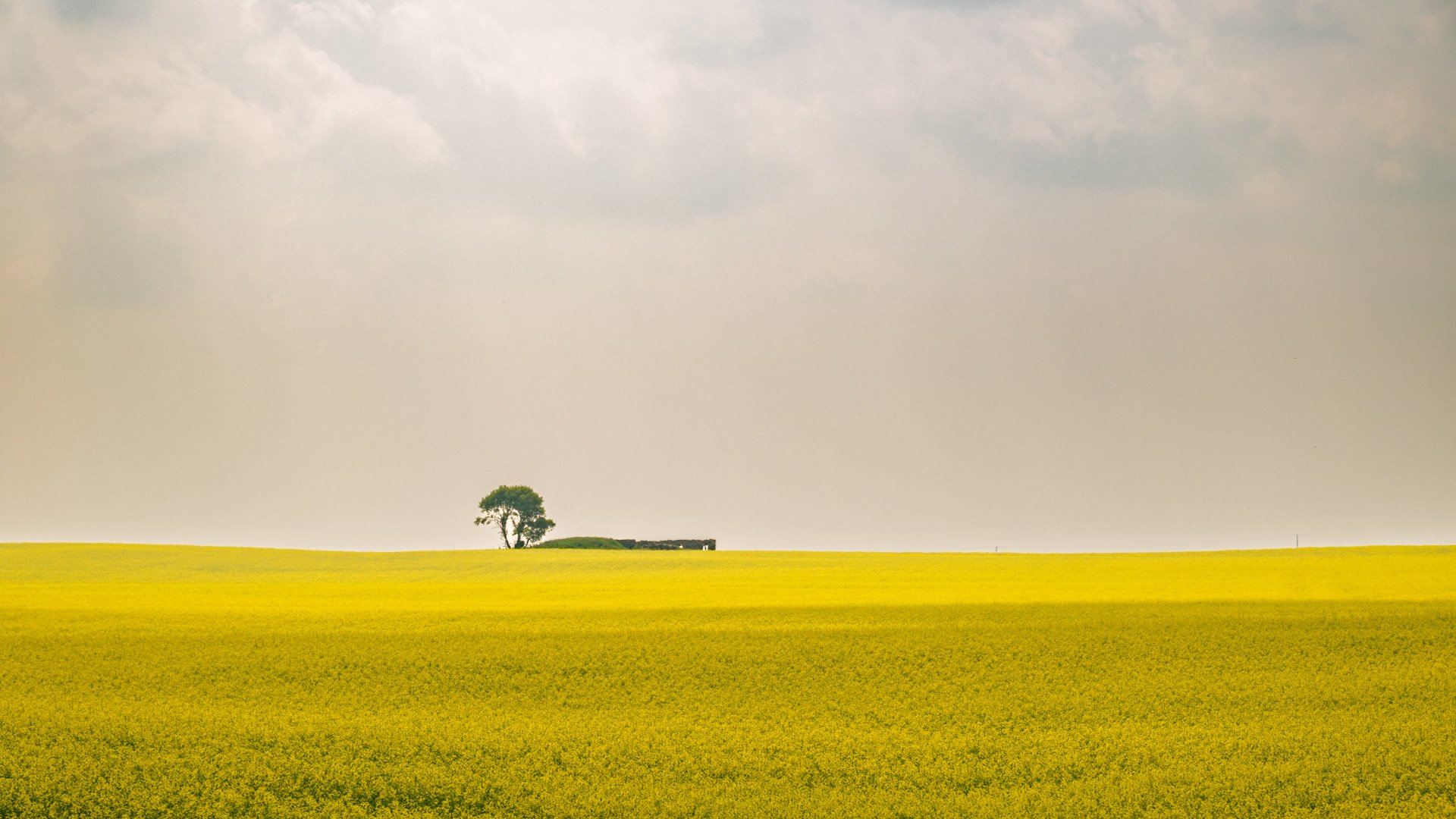 Les prairies canadiennes 2025