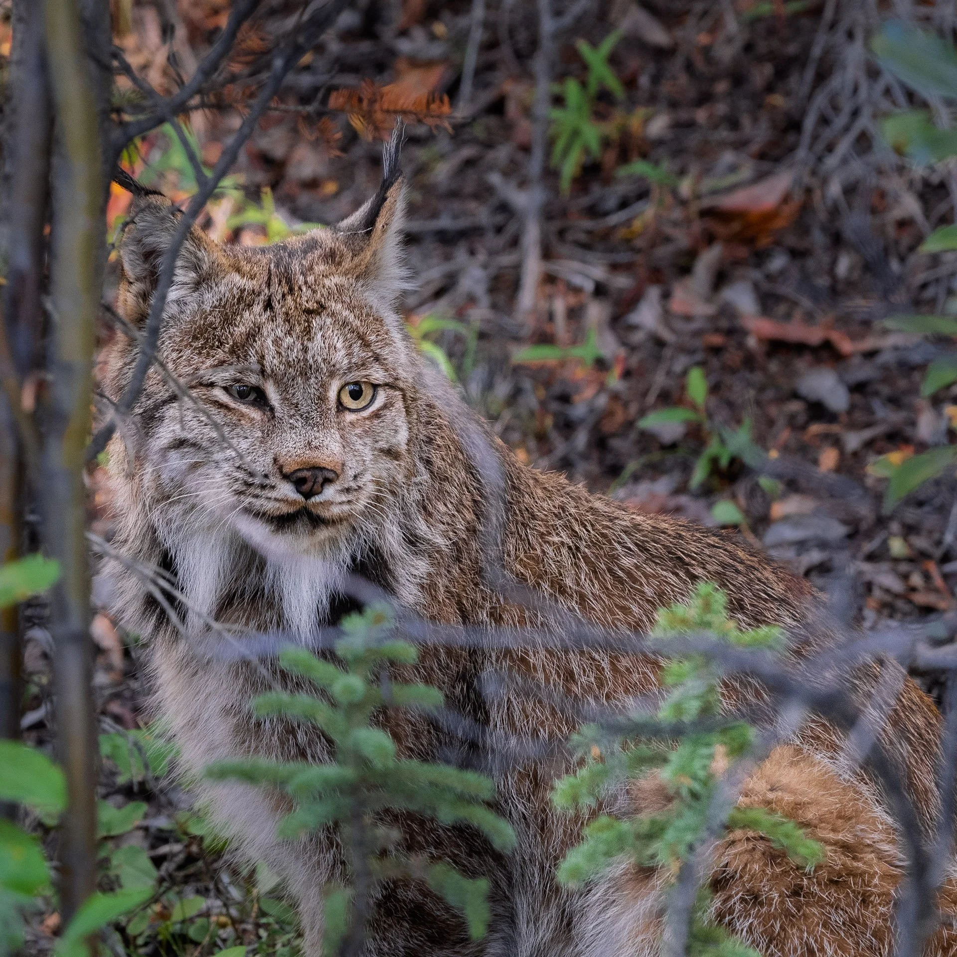 Lynx Roux, Yukon 2025