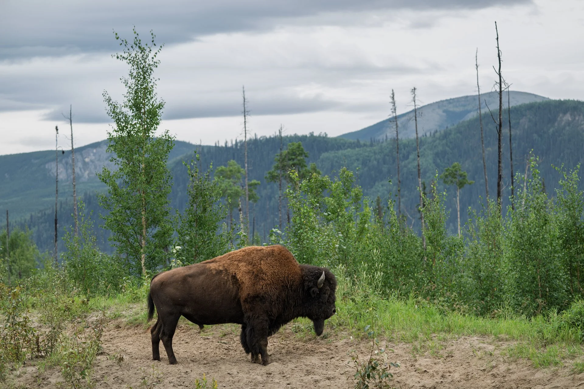Bison des bois, Colombie-Britannique 2025