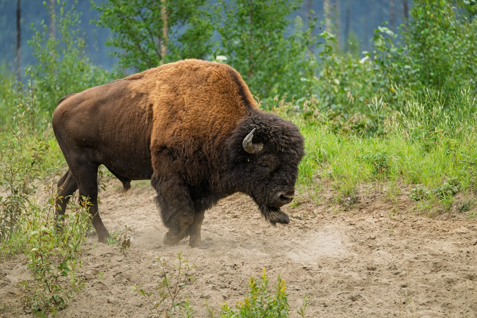 Bison des bois, Colombie-Britannique 2025