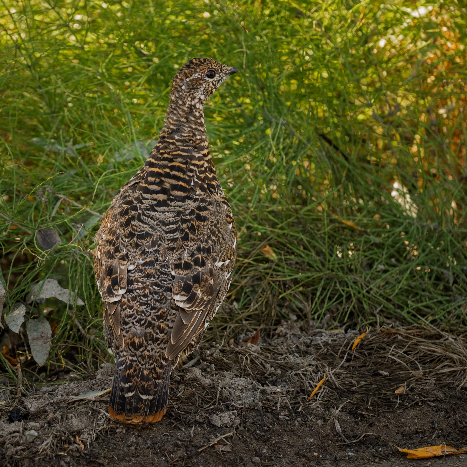 Tétras du Canada, Yukon 2025