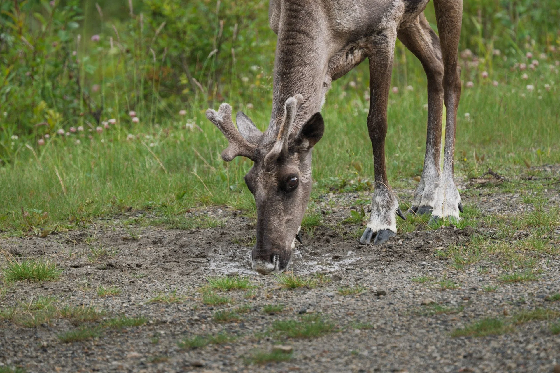 Caribou des bois, Colombie-Britannique Nord, 2025
