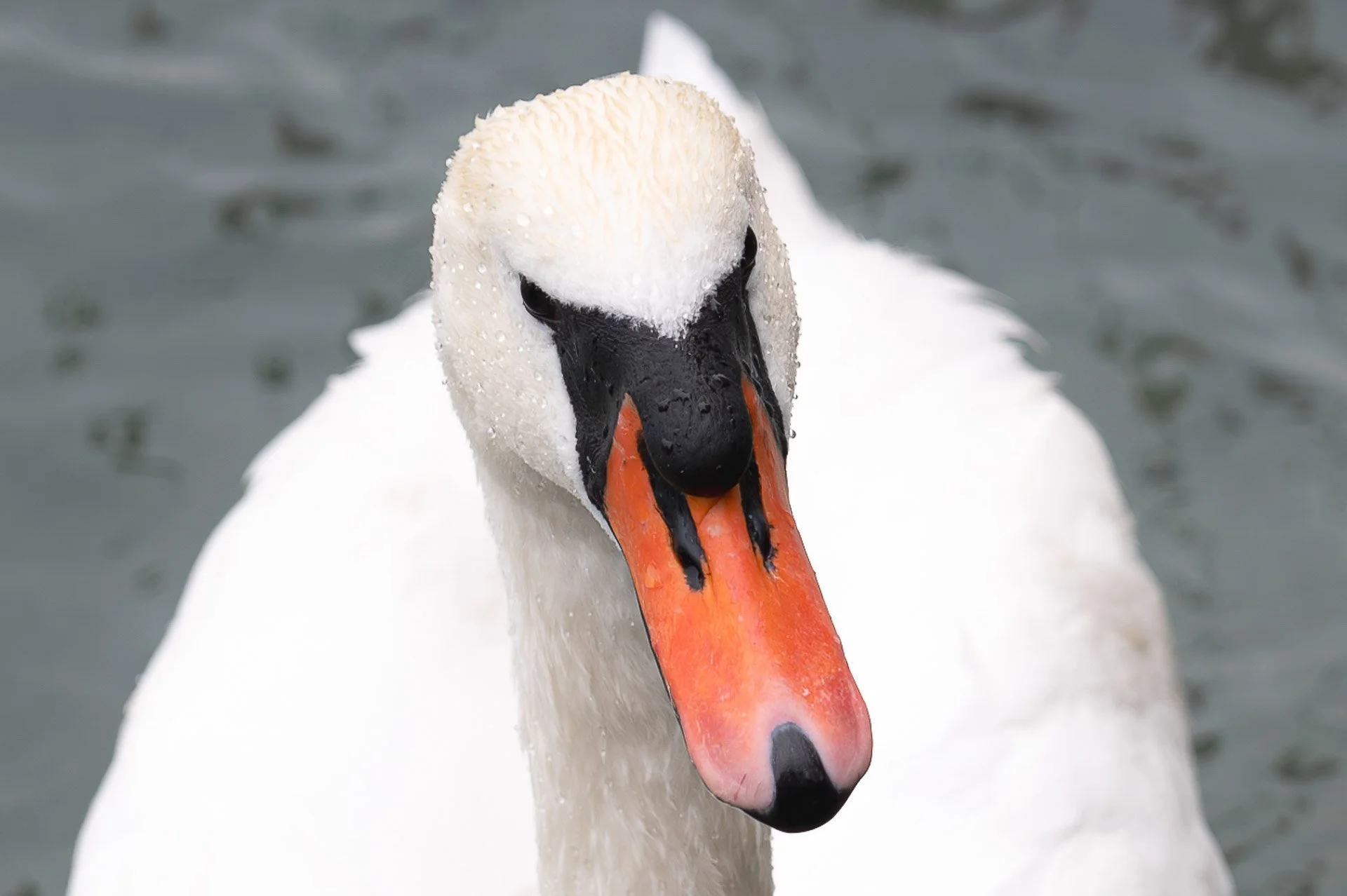 Lac Léman, Genève, Suisse
Mai 2023
