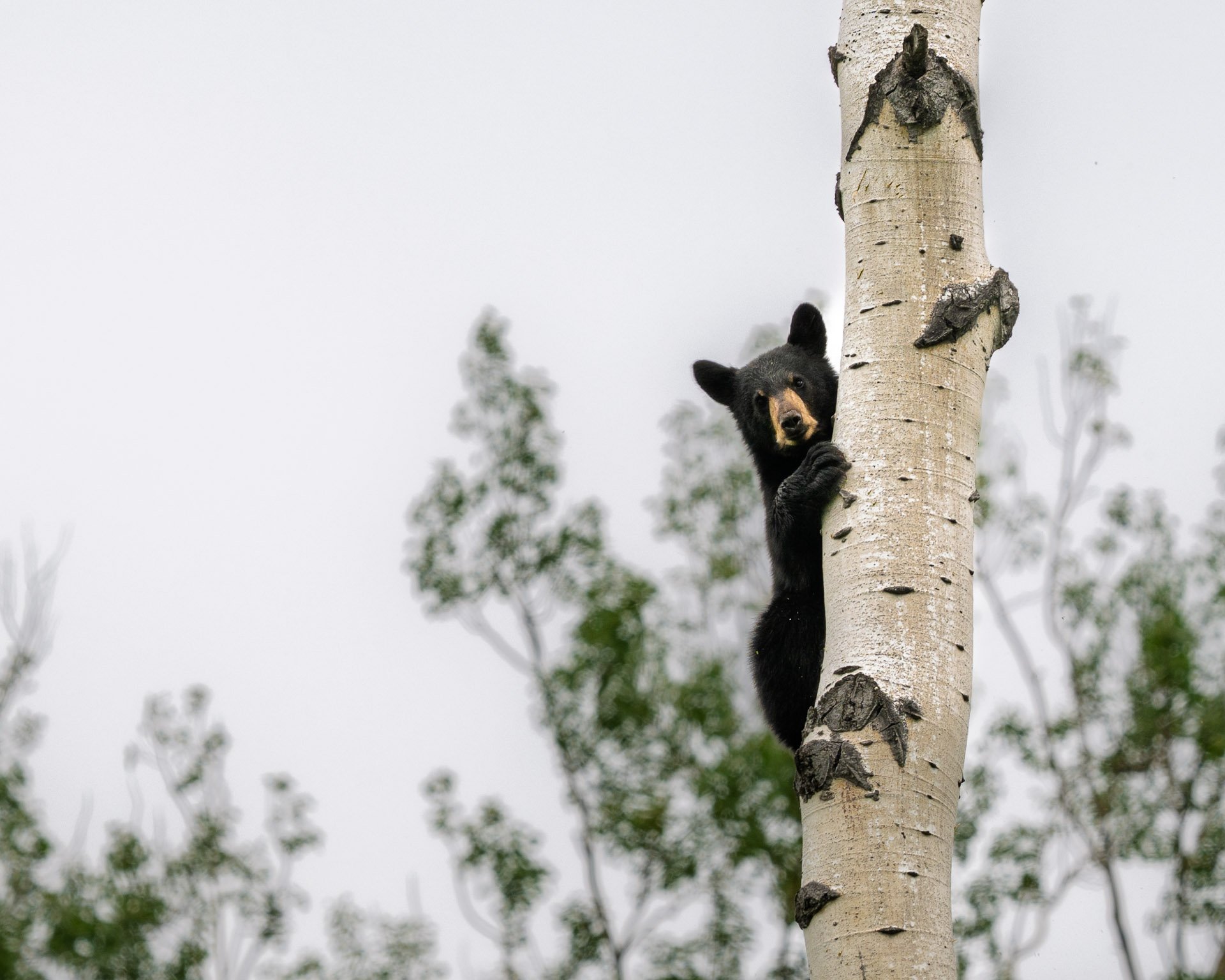 Ours Noir, Colombie-Britannique Nord, 2025