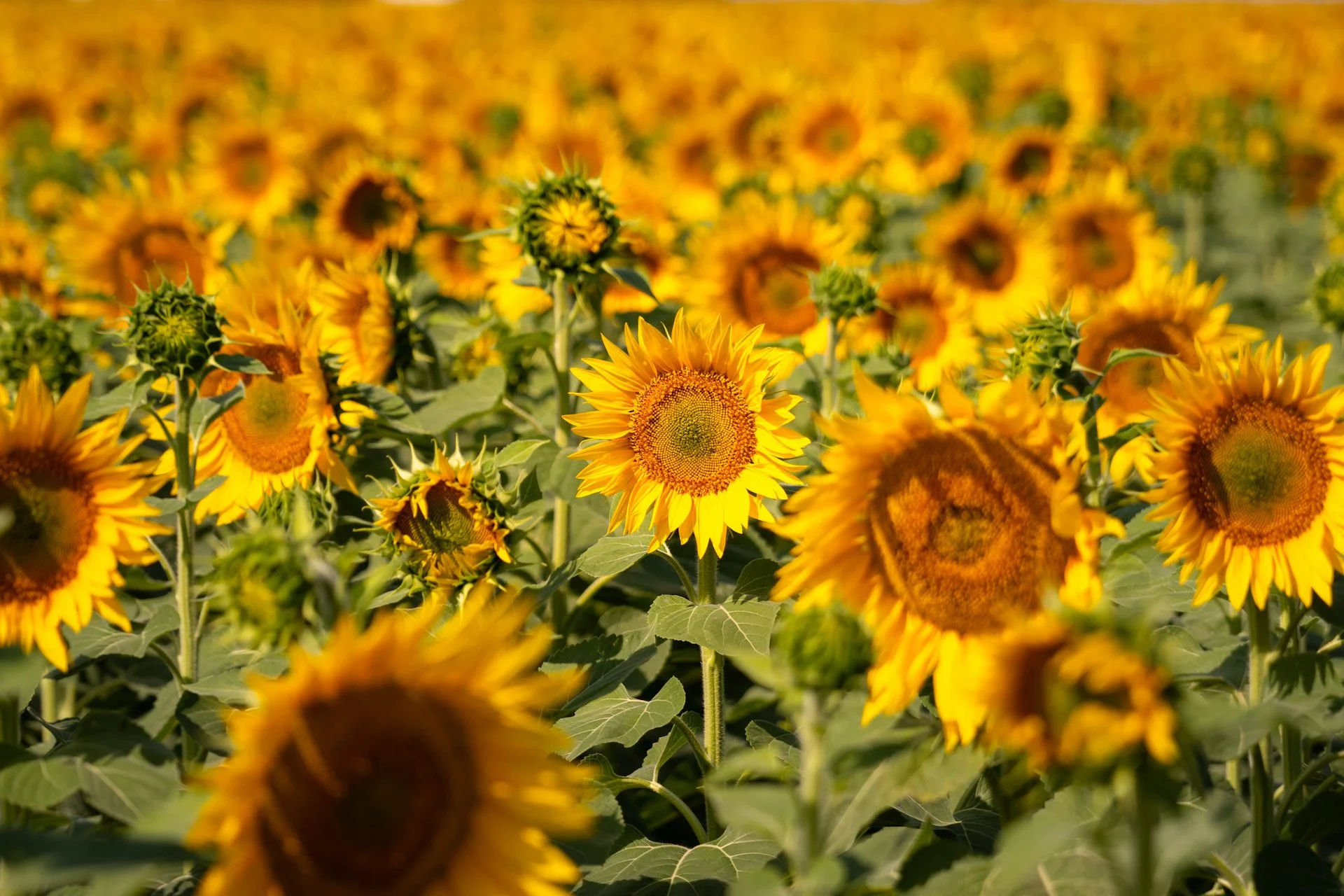 Les prairies canadiennes 2025