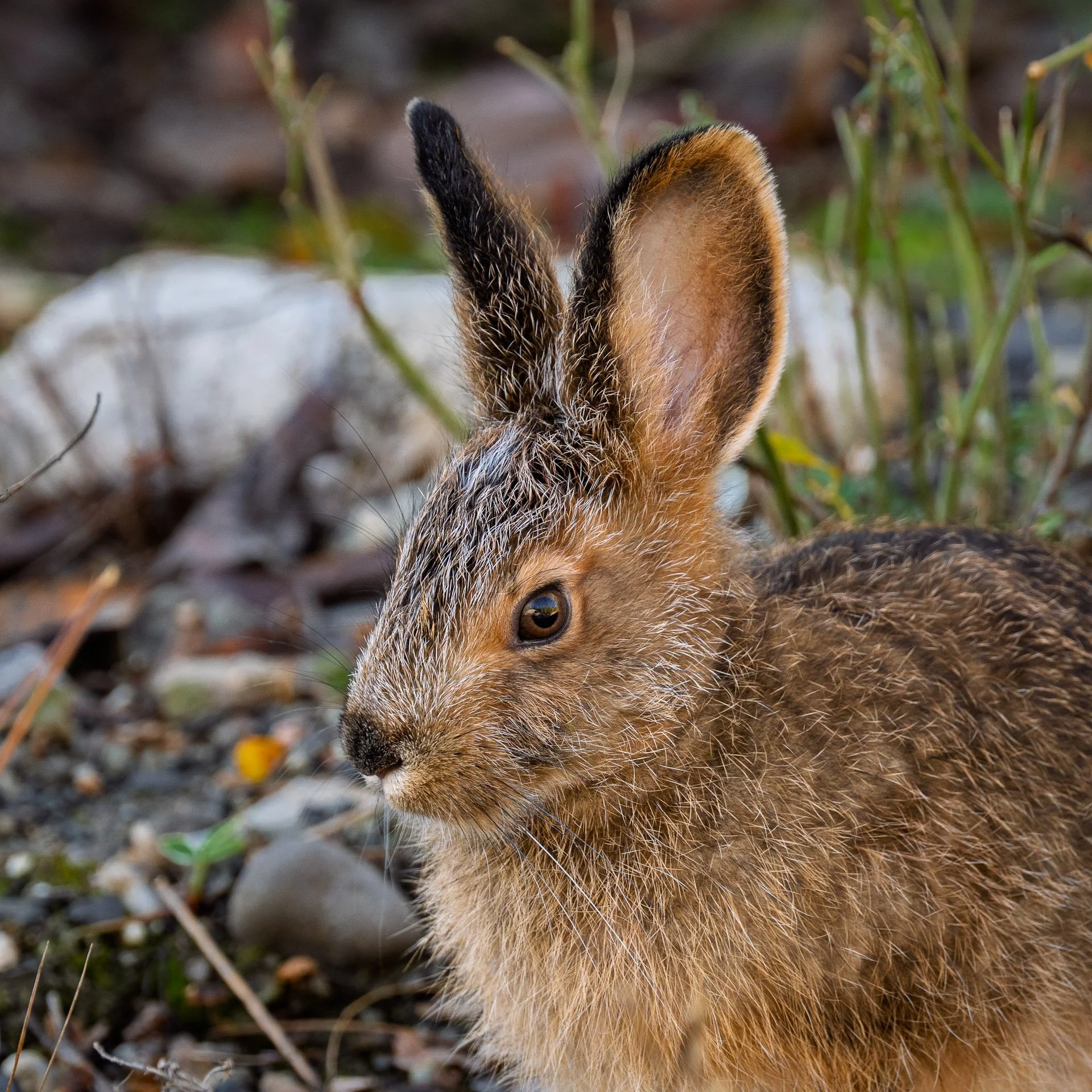 Lièvre d’Amérique, Yukon 2025
