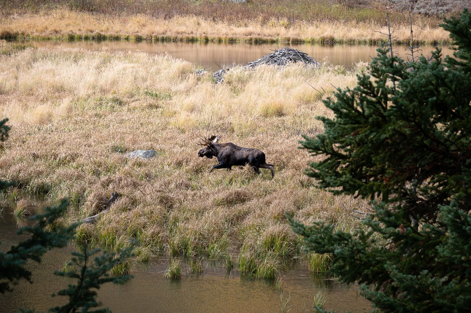 Grand Teton National Park, WY, États-Unis Octobre 2023