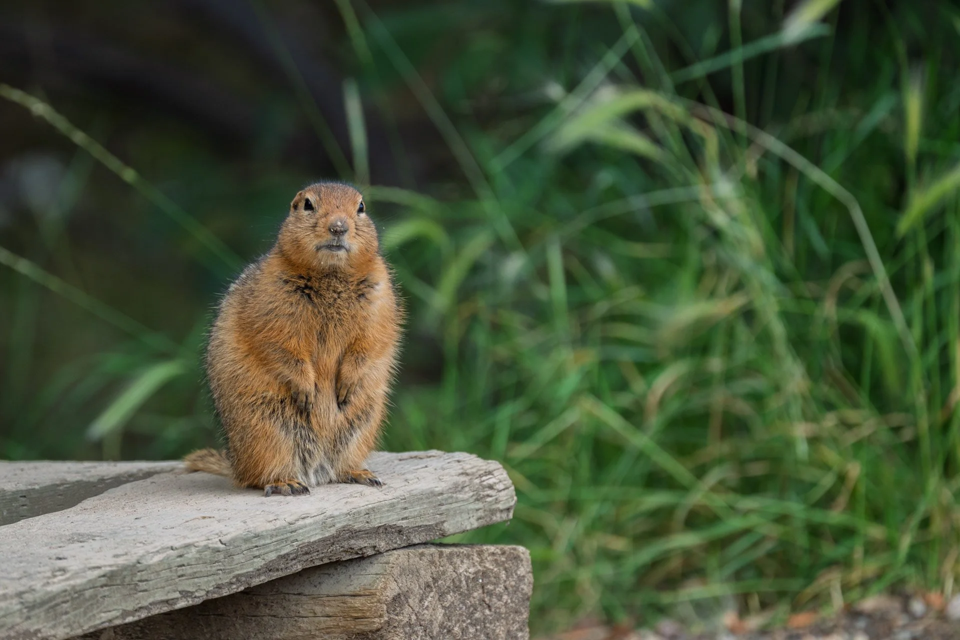 Spermophile Arctique (Ground Squirrel), Yukon, 2025