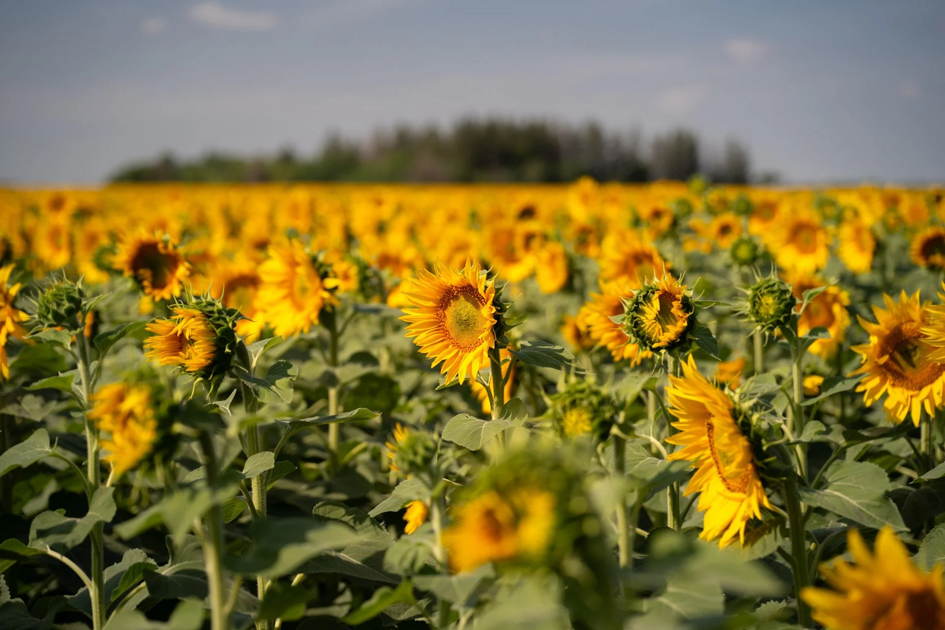 Les prairies canadiennes 2025