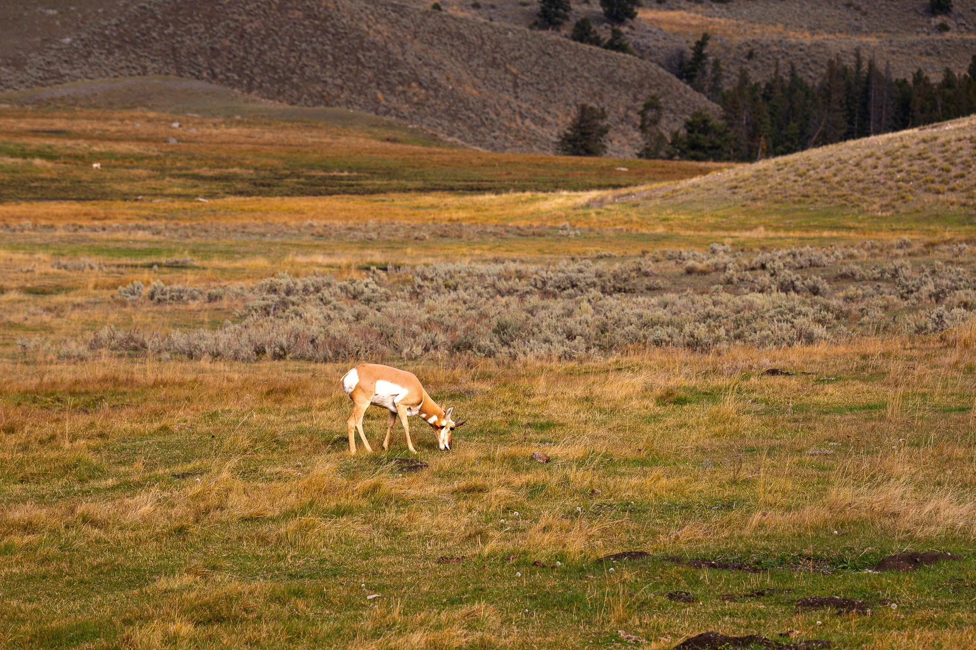 Yellowstone National Park, Wy, États-Unis Octobre 2023
