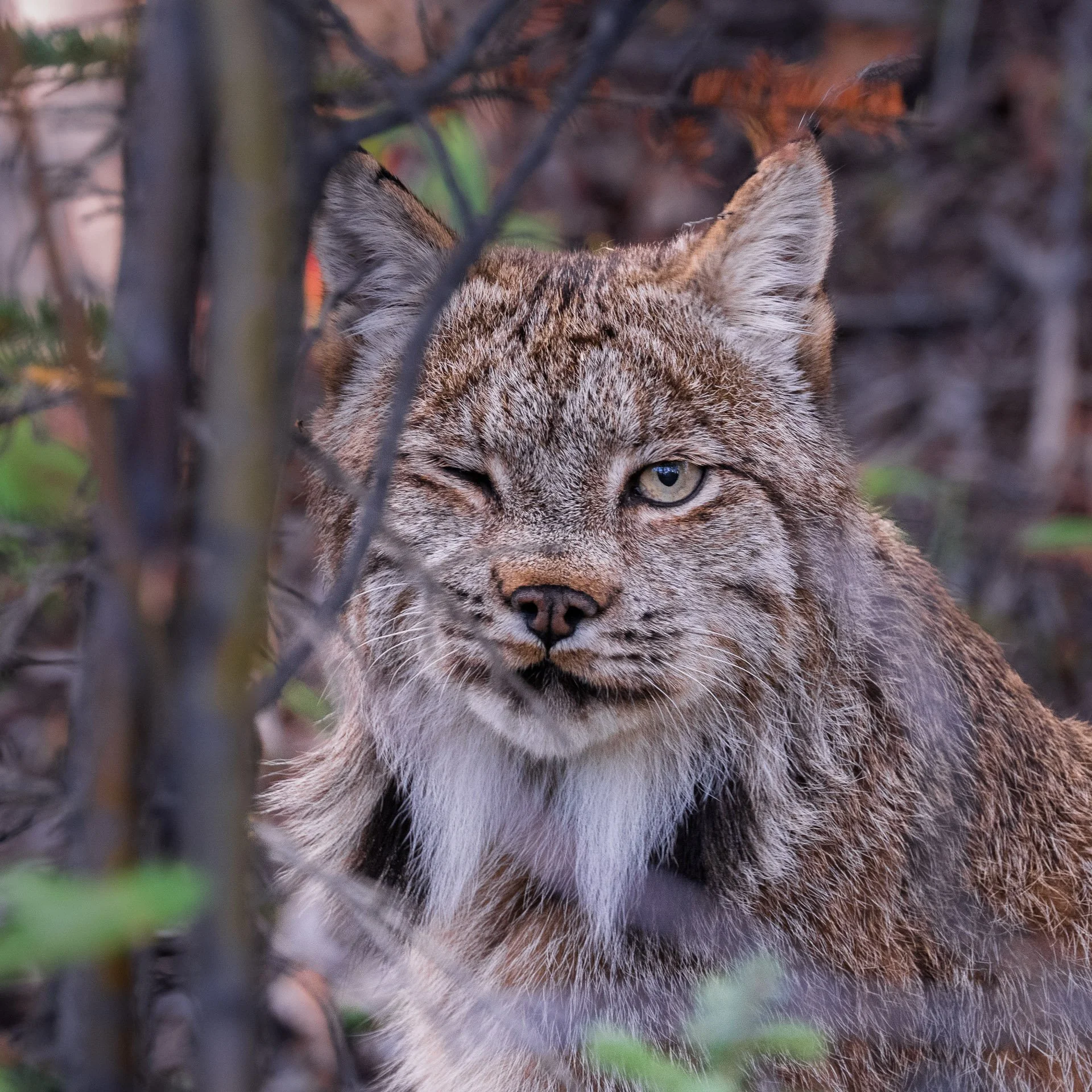 Lynx Roux, Yukon 2025