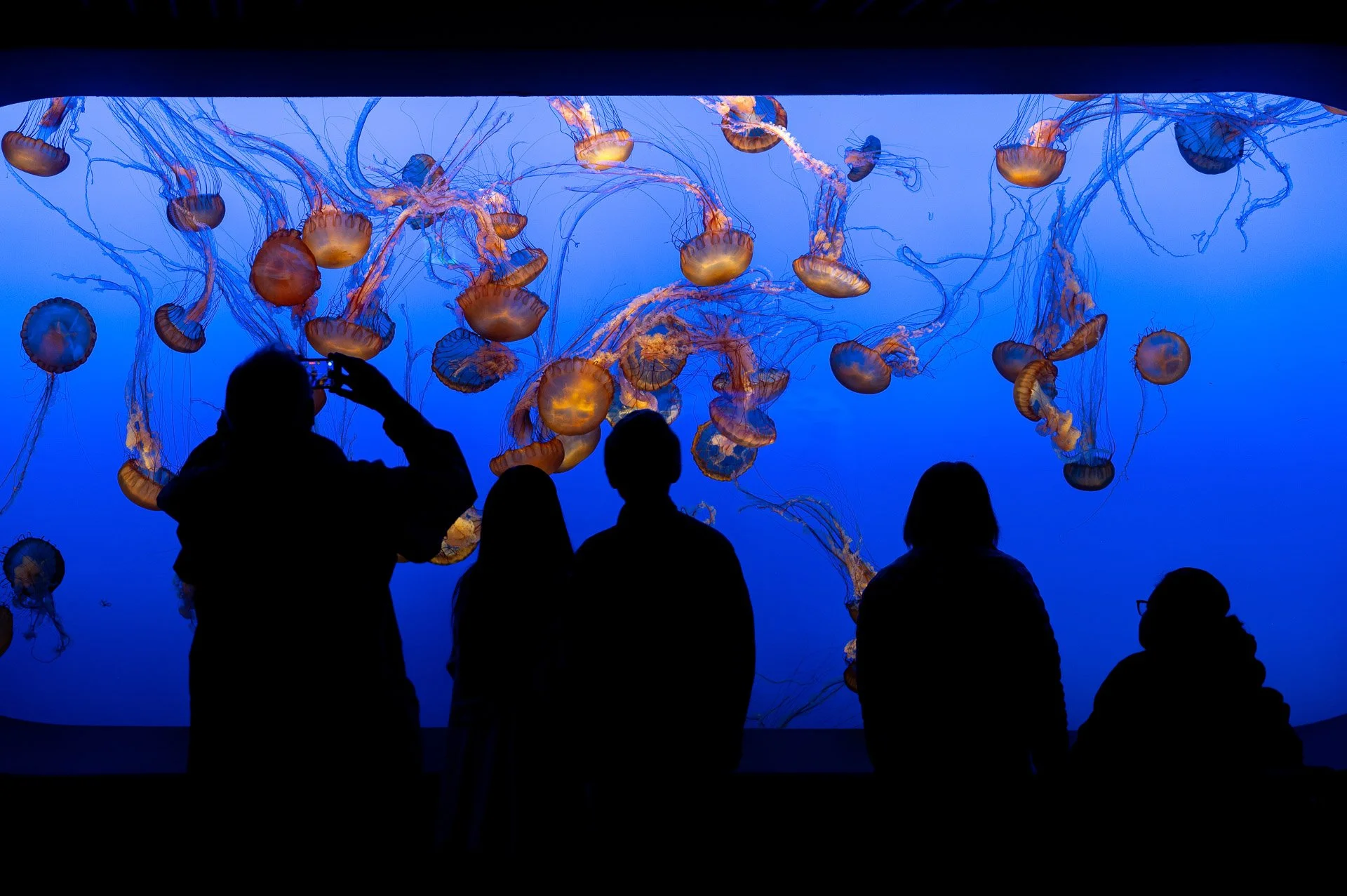 Monterey Bay Aquarium, CA, 2024