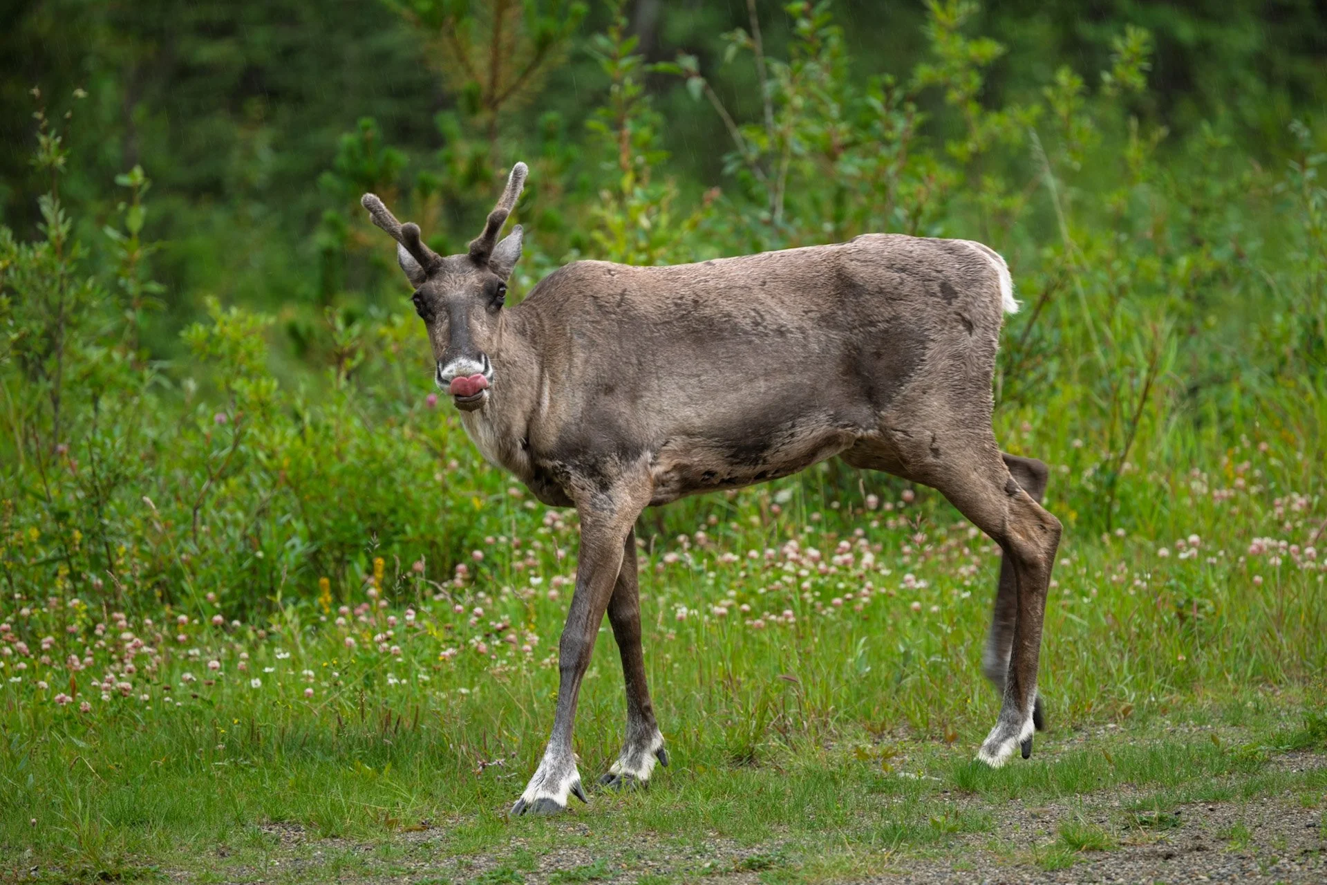 Caribou des bois, Colombie-Britannique Nord, 2025