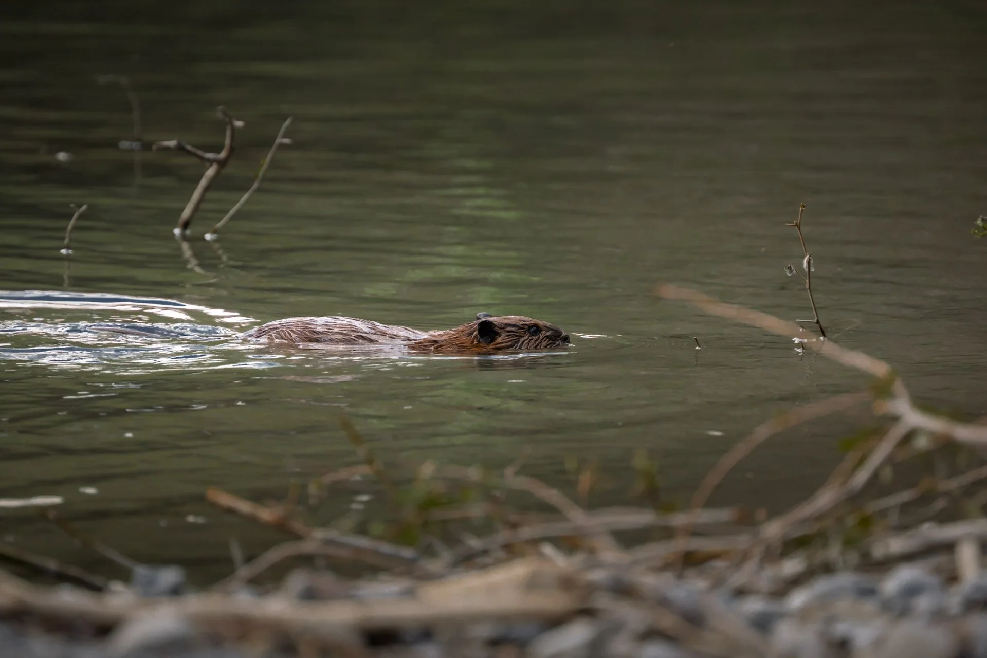 Castor, Colombie-Britannique 2025