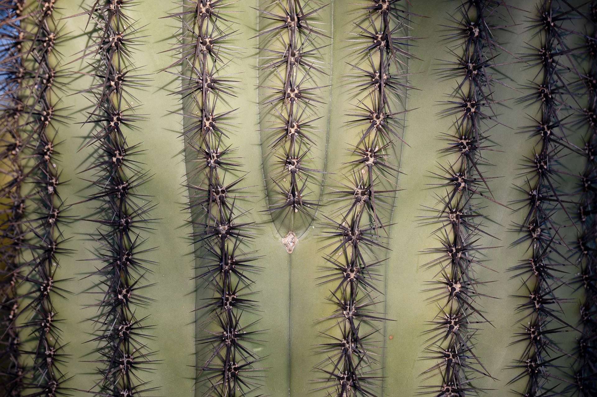 Organ Pipe National Monument, Arizona 2024